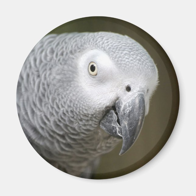 Íman papagaio fofo (Frente)