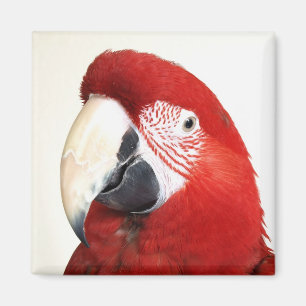 Íman Papagaio verde de Prinnie do Macaw da asa