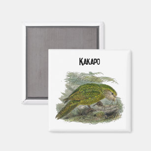 Íman Papagaio Verde Kakapo, Ilustração Rara de Aves