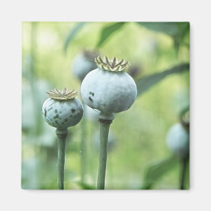 Íman Papaver - cabeças da semente do somniferum