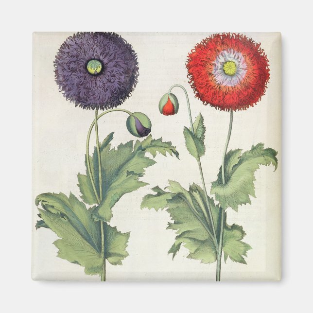 Íman Papaver flore multiplici incarnato; 2.P (Frente)