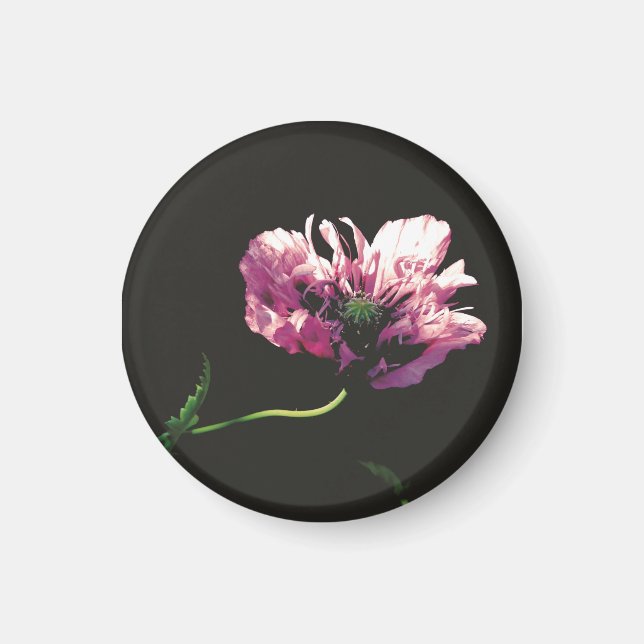 Íman Papaver Sugarplum (Frente)