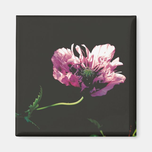 Íman Papaver Sugarplum (Frente)