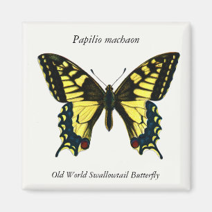 Íman Papilio machaon - Borboleta do Velho Mundo