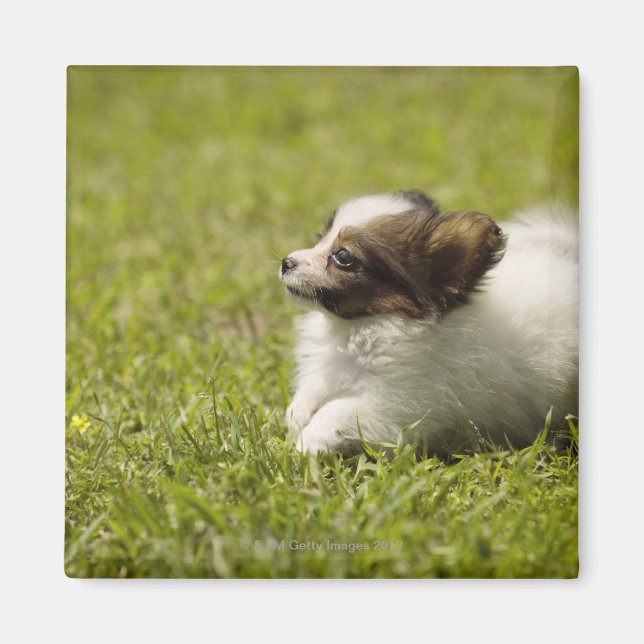 Íman Papillon 2 (Frente)