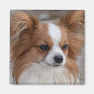 Íman Papillon - Cão-Pupado Amigável