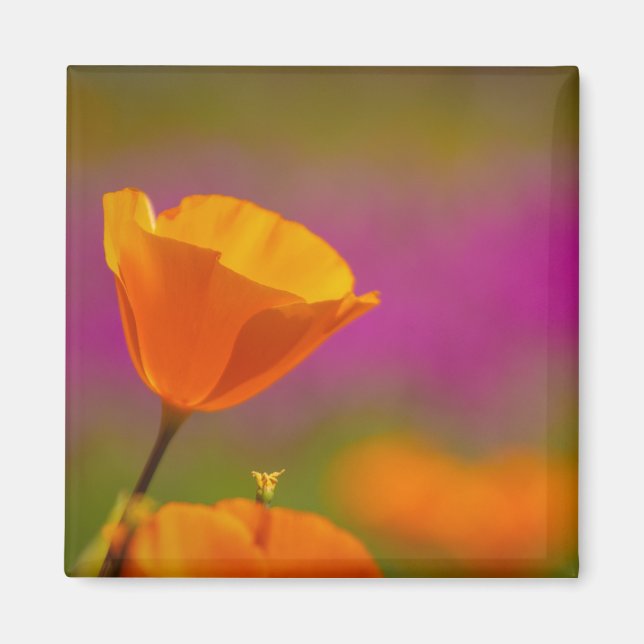 Íman papoila e rosa (Frente)