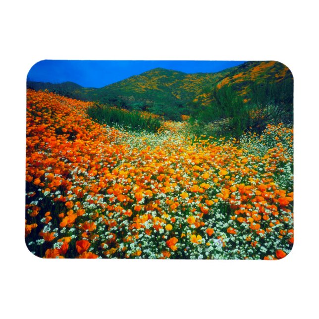 Íman Papoulas da Califórnia e flores silvestres de pipo (Horizontal)