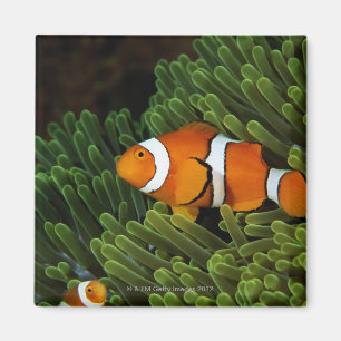 Íman Papuá-Nova Guiné, anemonefish falso do palhaço