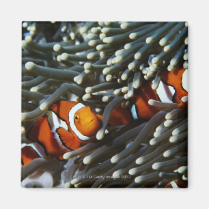 Íman Papuá-Nova Guiné, dois anemonefish falsos do