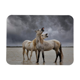 Íman Par de Camargue Horse Stallions, sul da França