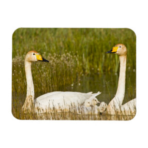 Íman Par de cisnes-bravos com filhotes na Islândia.