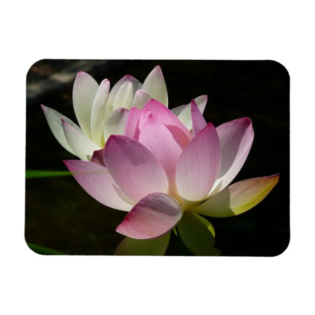 Íman Par de Flores de Lotus II (Horizontal)