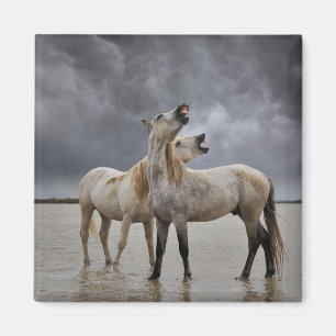 Íman Par de garanhões de cavalo Camargue, sul da França