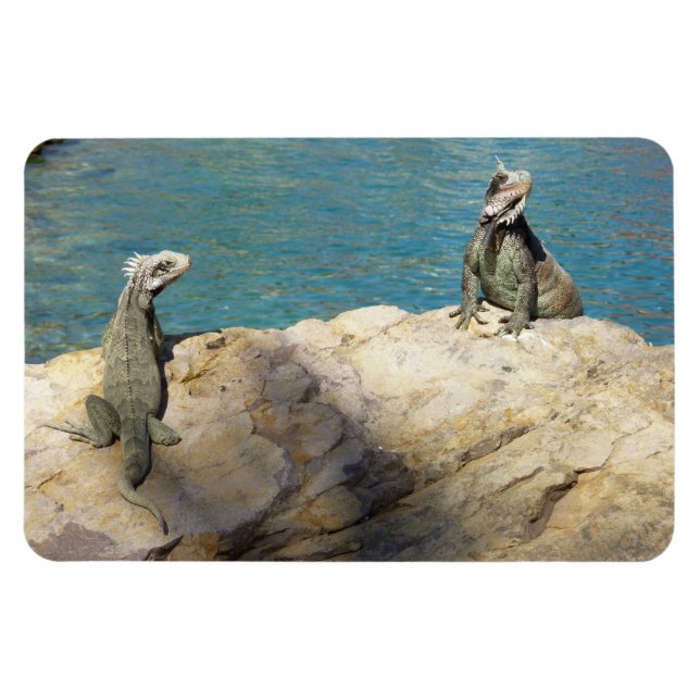 Íman Par de Iguanas Fotografia da Vida Selvagem Tropica (Horizontal)