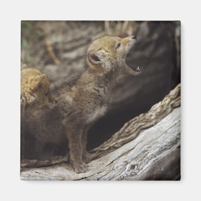 Íman Par De Jovens Crianças De Coyote, Howling (Frente)