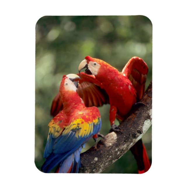 Íman Par de Macaws Escarlate (Vertical)