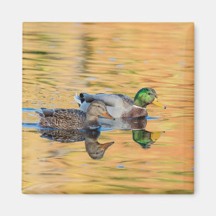 Íman Par de Mallards