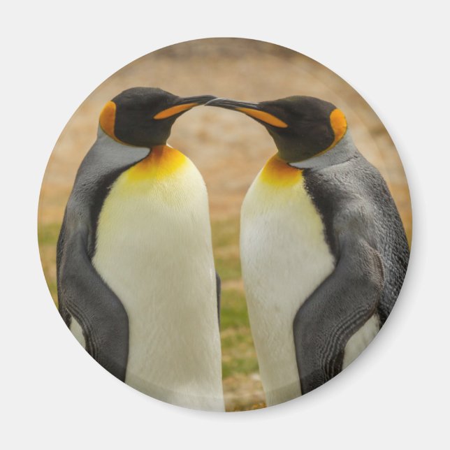 Íman Par de pinguins-imperadores, Ilhas Falkland (Frente)