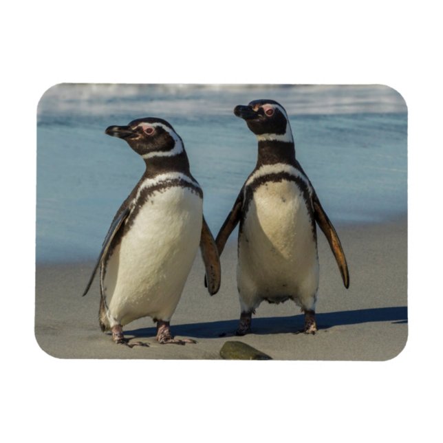 Íman Par de pinguins na praia (Horizontal)