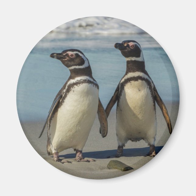 Íman Par de pinguins na praia (Frente)