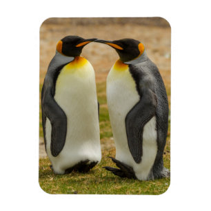 Íman Par de pinguins-reis, Malvinas