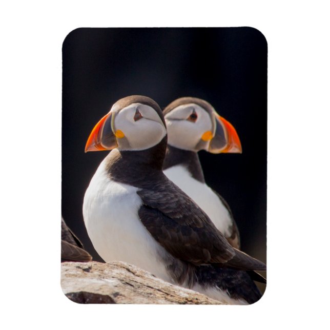Íman Par de Puffins (Vertical)