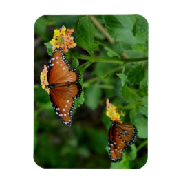 Íman Par de Rainhas Borboletas