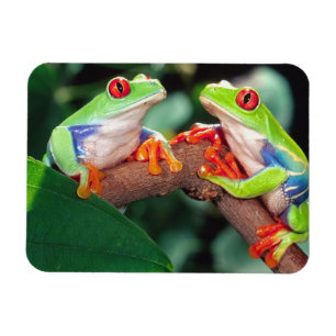 Íman Par de Rãs-Árvore-de-Olhos-Vermelhos, Agalychinis