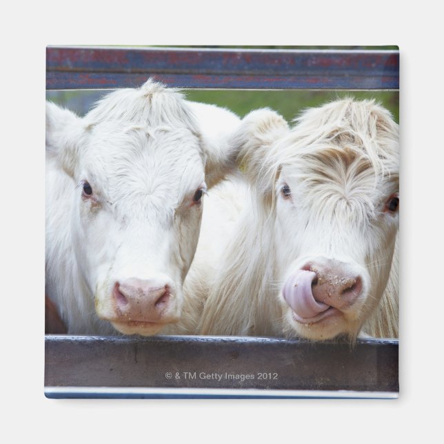 Íman Par de vacas brancas jovens no prato de alimentaçã (Frente)