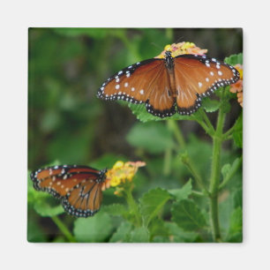 Íman Par do ímã Rainha das Borboletas