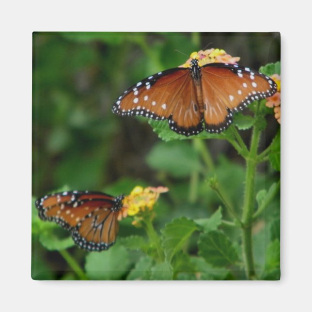 Íman Par do ímã Rainha das Borboletas (Frente)