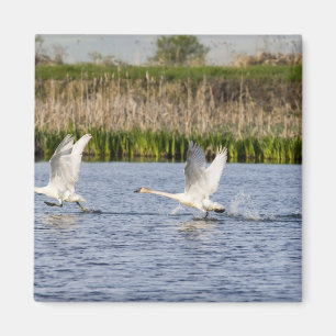 Íman Par reprodutor de cisnes da tundra decolando para