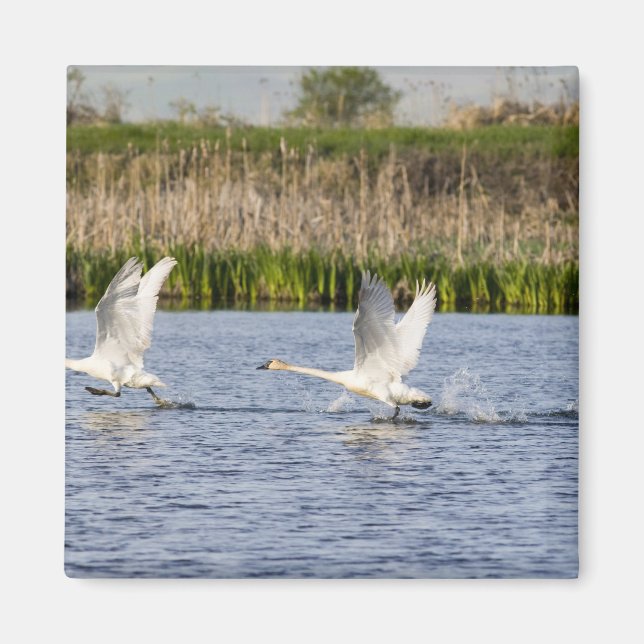 Íman Par reprodutor de cisnes da tundra decolando para (Frente)