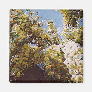 Íman Para a wisteria 2011