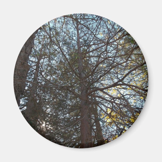 Íman Para cima através das filiais (Frente)