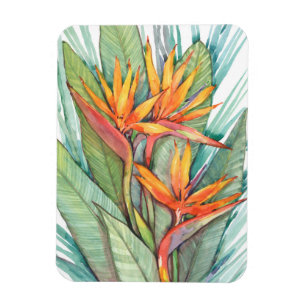 Íman Paraíso Botânico Tropical II