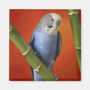 Íman parakeet