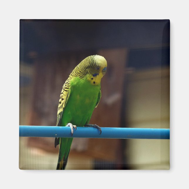 Íman Parakeet (Frente)