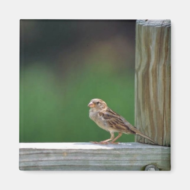 Íman Pardal (Frente)