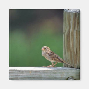 Íman Pardal de casa