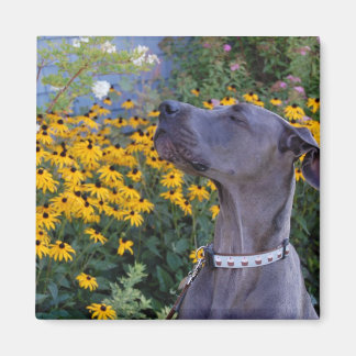 Íman Pare e cheire o ímã das flores