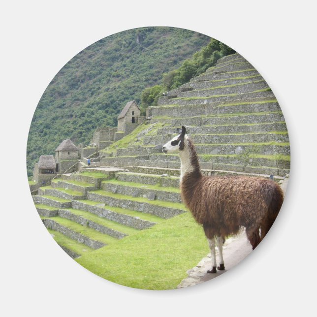 Íman parece lama (Frente)