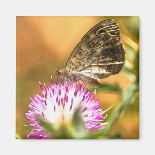 Íman Parede Brown Butterfly Lasiommata megera Painting