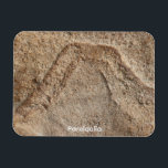 Íman Pareidolia<br><div class="desc">Pareidolia
Is the mind's ability to see an image within natural
and random objects.
H.B. Miller  2000  Talking Canyons,  New Mexico</div>