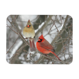 Íman Pares de cardeais do norte