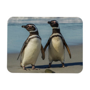 Íman Pares de pinguins na praia