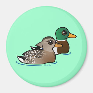 Íman Pares do pato selvagem