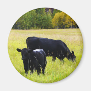 Íman Pares pretos de Angus no campo