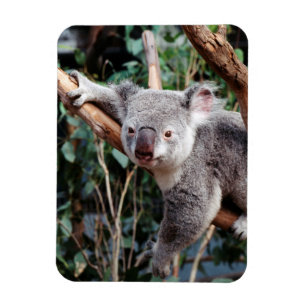 Íman Parque de Vida Selvagem Featherdale, Ursos Koalás